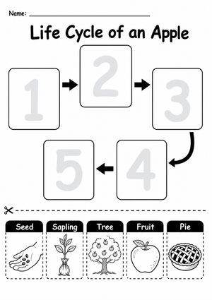Apple Tree Life Cycle Worksheet