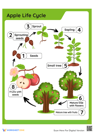 Explore the Apple Life Cycle