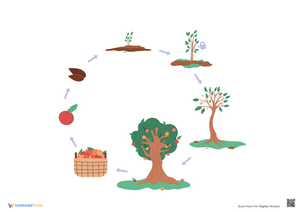 Explore the Apple Tree Growth Cycle