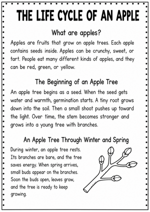 Apple Life Cycle Reading | Essential Grade 3