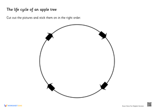 Apple Tree Life Cycle: Cut and Paste