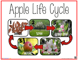 Free Printable Apple Life Cycle Printable Worksheets