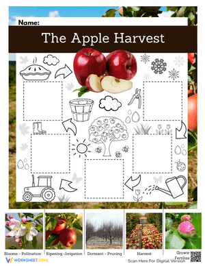 Learn About The Apple Harvest