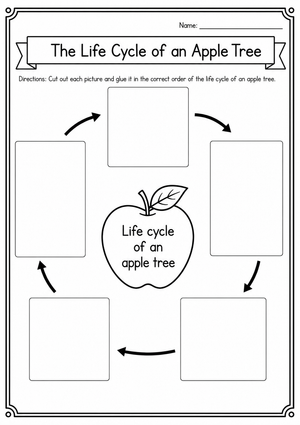 Life Cycle of an Apple Tree