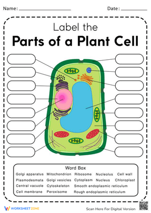 Learn About Parts of a Plant Cell