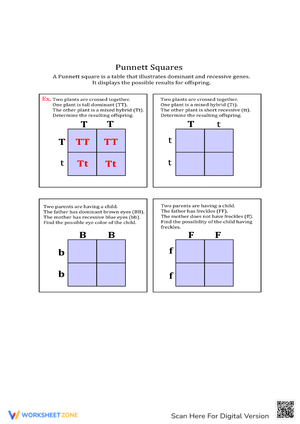 Learn Inheritance with Punnett Square Problems