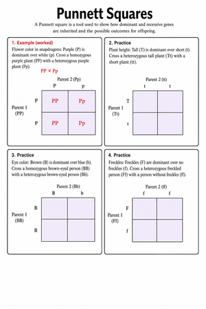 Grade 9-11 Punnett Squares — Printable No-Prep Worksheet