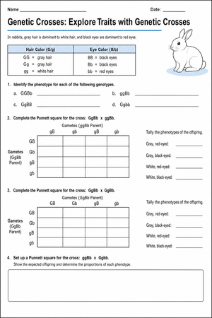 Dihybrid Cross Practice Worksheet | Essential Biology