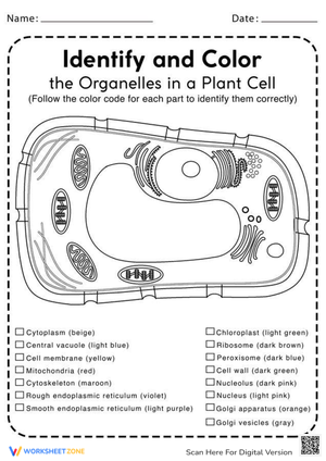 Plant Cell Coloring: Explore Cell Structure