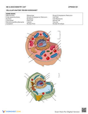 Cellular Anatomy Review: Worksheet for Biology Students