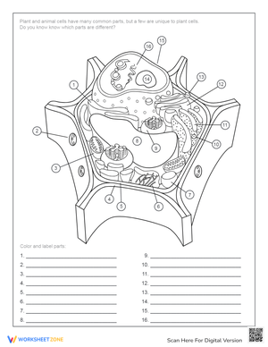 Plant Cell Anatomy: Interactive Activity Worksheet