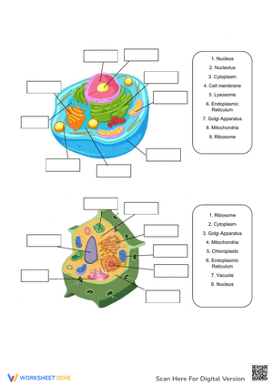 Cell Structure: Exploring Cell Components