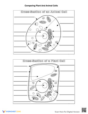 Plant & Animal Cell Comparison: Structures and Functions