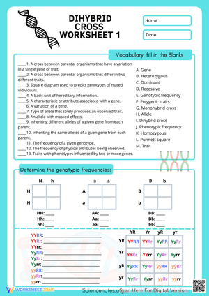 Practice with the Dihybrid Cross Worksheet