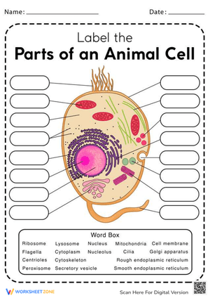 Animal Cell: Parts and Functions