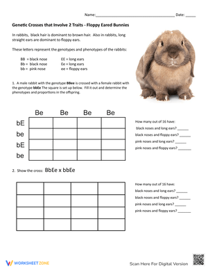 Genetic Crosses: Bunnies Genetic Crosses Worksheet
