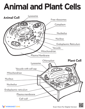 Animal and Plant Cells: Explore Cell
