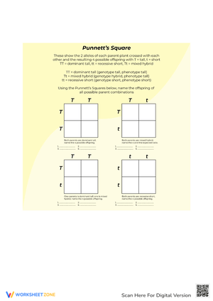 Punnett Square Worksheet: Genetics