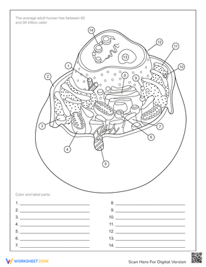 Animal Cell Anatomy: Interactive Worksheet