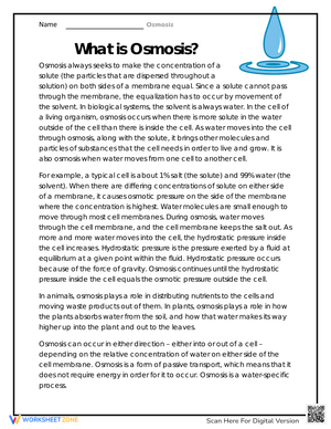 What is Osmosis Worksheet: Understand the Concept