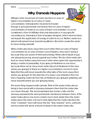 Why Osmosis Happens: Worksheet for Deeper Understanding