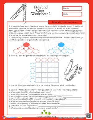 Free Printable Dihybrid Cross Worksheets for Students