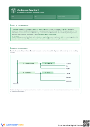 Cladogram Practice 2 Worksheet: Analyze Evolutionary Trees