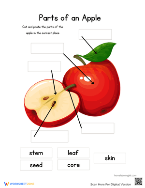 Parts of an Apple: Fun Activity and Learning