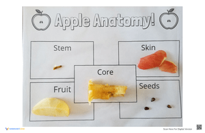 Apple Anatomy Worksheet