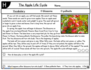 Learn the Apple Life Cycle