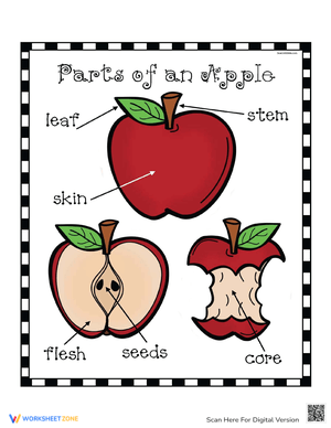 Learn Parts of an Apple
