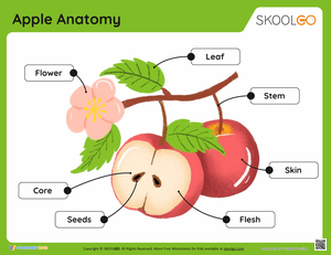 Discover Apple Anatomy with this Activity Worksheet