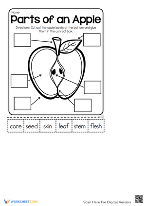 Parts of an Apple Freebie Printable: Science Worksheet