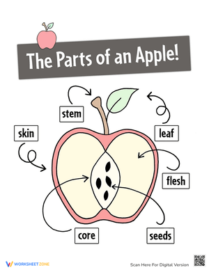 The Parts of an Apple: An Informative Poster