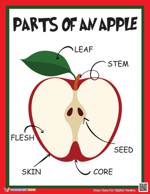 Parts of the Apple: An Educational Poster