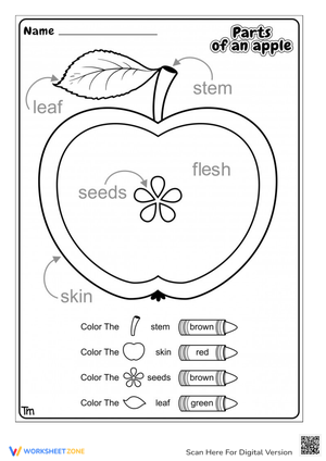 Exploring Parts of an Apple Worksheet