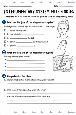 Integumentary System Worksheet | Essential Grade 6-7 Science