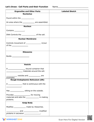 Cell Organelles Structure and Function Graphic Organizer