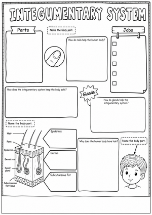 Printable Integumentary System Worksheet | Grade 4 Science