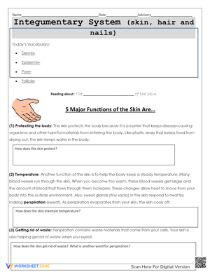 Integumentary System Worksheet