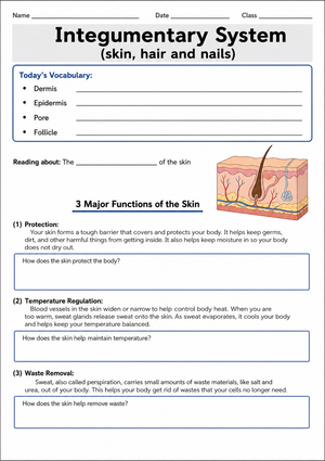 Grade 7 Integumentary System — Printable No-Prep Worksheet
