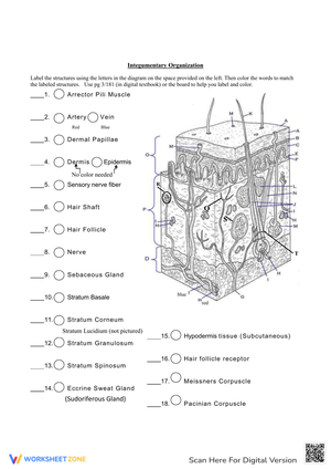 Integumentary Organization Worksheet