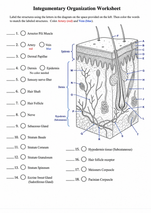 Integumentary System Worksheet | Essential Grade 7 Science