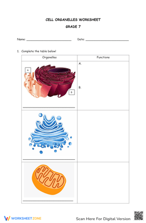 Cell Organelles Worksheet for Grade 7