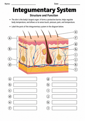Essential Integumentary System Worksheet | Grade 7 Science