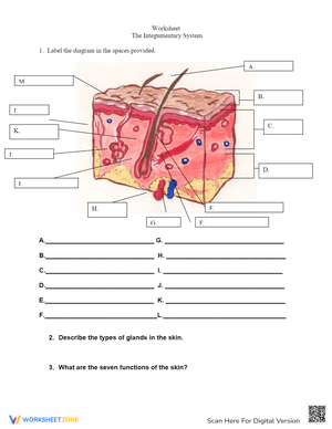 The Integumentary System Worksheet