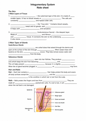 Grade 6 Integumentary System — Printable No-Prep Worksheet