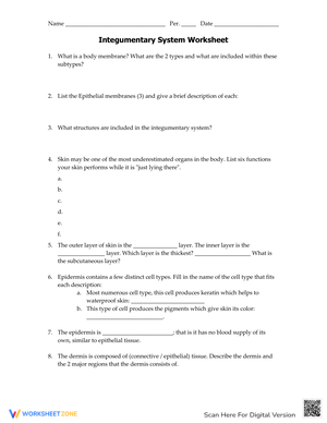 Integumentary System: Anatomy and Function