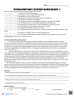 Integumentary System: Components and Functions