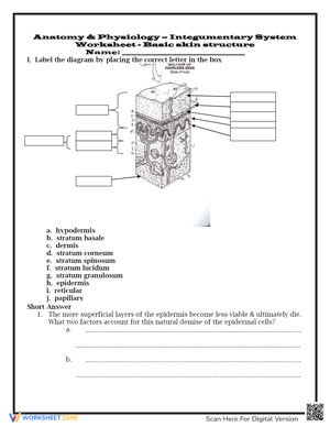 Basic Skin Structure Anatomy Worksheet